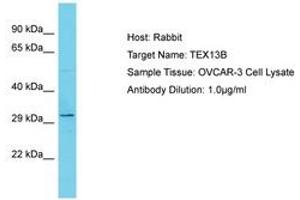TEX13B antibody  (AA 93-142)