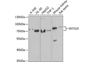 Western blot analysis of extracts of various cell lines, using INTS10 antibody (ABIN6129779, ABIN6142485, ABIN6142487 and ABIN6222325) at 1:1000 dilution. (INTS10 antibody  (AA 451-710))