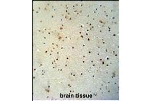 MED25 antibody (N-term) (ABIN654162 and ABIN2844026) immunohistochemistry analysis in formalin fixed and paraffin embedded human brain tissue followed by peroxidase conjugation of the secondary antibody and DAB staining. (MED25 antibody  (AA 112-140))