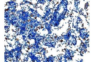 IHC analysis of Cd27 using anti-Cd27 antibody (ABIN7600813). (CD27 antibody  (AA 24-187))