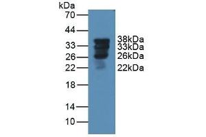 Surfactant Protein A1 anticorps  (AA 21-248)