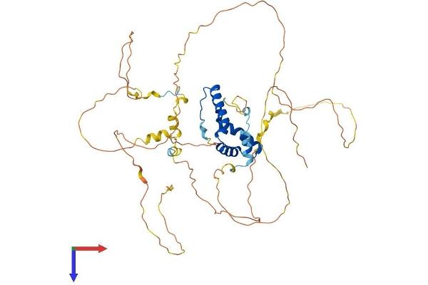 SOX9 Protein (AA 1-509) (His tag)