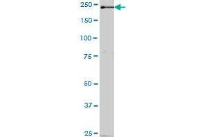 PDZD6 MaxPab polyclonal antibody. (INTU antibody  (AA 1-408))