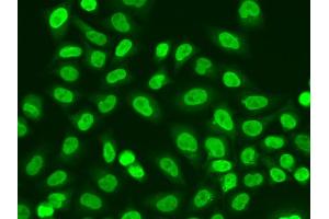 Immunofluorescence analysis of A549 cells using POLR2J antibody (ABIN6292512).