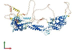 AlphaFold protein structure predicition of Human Recombinant SMG8 Protein, UniprotID Q8ND04 (SMG8 Protein (AA 1-991) (His tag))