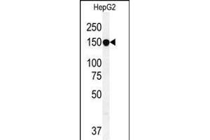 ABCC10 Antibody (Center) (ABIN654102 and ABIN2843986) western blot analysis in HepG2 cell line lysates (35 μg/lane). (ABCC10 antibody  (AA 767-793))