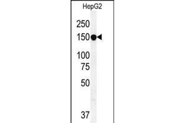 ABCC10 抗体  (AA 767-793)
