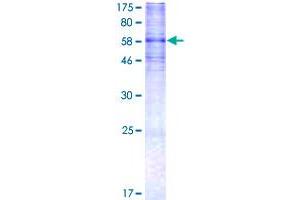HTR7 Protein (AA 1-432) (GST tag)
