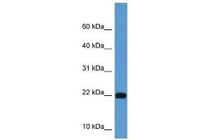 ISG15 antibody used at 0. (ISG15 antibody  (Middle Region))