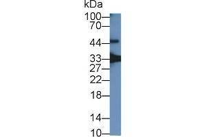 Detection of GDF15 in Mouse Placenta lysate using Polyclonal Antibody to Growth Differentiation Factor 15 (GDF15) (GDF15 antibody  (AA 30-308))