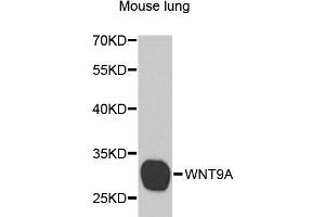 Western blot analysis of extracts of mouse lung, using WNT9A antibody (ABIN5974646) at 1/1000 dilution. (WNT9A antibody)