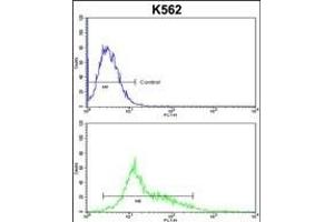 RD3 Antibody (C-term) (ABIN652622 and ABIN2842415) flow cytometric analysis of k562 cells (bottom histogram) comred to a negative control cell (top histogram). (PARD3 antibody  (C-Term))