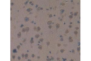 Used in DAB staining on fromalin fixed paraffin- embedded brain tissue (RGS antibody  (AA 1-296))
