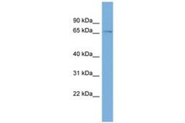 ZNF697 antibody  (N-Term)