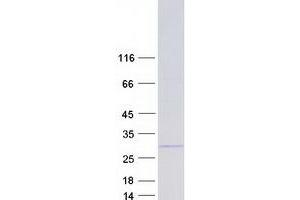 Validation with Western Blot (FAM3A Protein (Transcript Variant 3) (Myc-DYKDDDDK Tag))