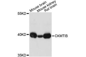 Western blot analysis of extracts of various cell lines, using CKMT1B antibody (ABIN1871876) at 1:3000 dilution.