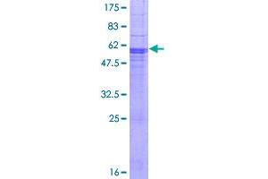 NFAM1 Protein (AA 1-270) (GST tag)