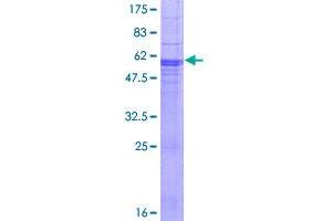 NFAM1 Protein (AA 1-270) (GST tag)