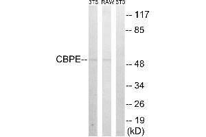 Western blot analysis of extracts from 3T3 cells and RAW264. (CPE antibody)