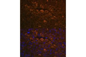 Immunofluorescence analysis of mouse liver using UGT1 antibody (ABIN7271193) at dilution of 1:100. (UGT1A6 antibody  (AA 65-270))