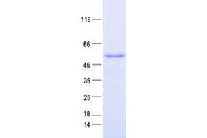 NSUN5 Protein (DYKDDDDK Tag)