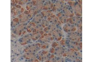 Used in DAB staining on fromalin fixed paraffin- embedded stomach tissue