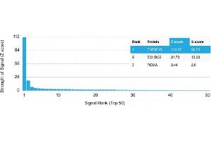 Analysis of Protein Array containing more than 19,000 full-length human proteins using TNFS15 / VEGI Recombinant Mouse Monoclonal Antibody (rVEGI/1283). (Recombinant TNFSF15 antibody)