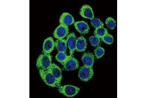 Confocal immunofluorescent analysis of ATXN1 Antibody  (ABIN389309 and ABIN2839430) with hela cell followed by Alexa Fluor 488-conjugated goat anti-rabbit lgG (green). (Ataxin 1 antibody  (AA 754-781))
