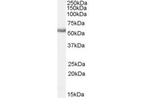 ABIN190832 (0. (HRH1 antibody  (Internal Region))