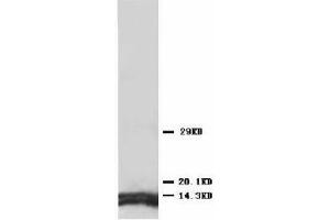 Image no. 2 for anti-ATP Synthase, H+ Transporting, Mitochondrial F0 Complex, Subunit F6 (ATP5J) (Internal Region) antibody (ABIN1490364)