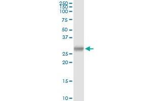 PRSS2 MaxPab rabbit polyclonal antibody. (PRSS2 antibody  (AA 1-247))