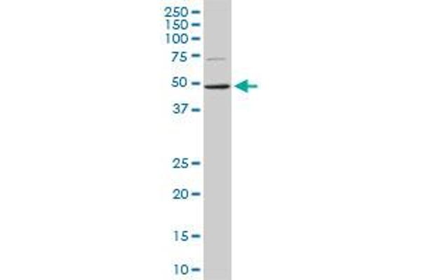 ASB10 antibody  (AA 48-153)