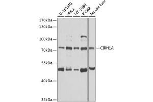 Western blot analysis of extracts of various cell lines, using CIRH1A antibody (ABIN6133490, ABIN6138631, ABIN6138632 and ABIN6224701) at 1:1000 dilution. (CIRH1A antibody  (AA 497-686))