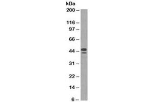 Western blot testing of human spleen lysate with CD63 antibody (clone NKI/C3). (CD63 antibody)
