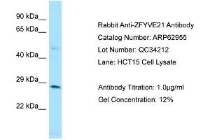 Western Blotting (WB) image for anti-Zinc Finger, FYVE Domain Containing 21 (ZFYVE21) (Middle Region) antibody (ABIN2789312) (ZFYVE21 antibody  (Middle Region))