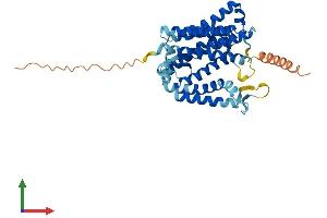 AlphaFold protein structure predicition of Human Recombinant HM13 Protein, UniprotID Q8TCT9