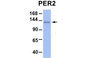 Host:  Rabbit  Target Name:  PER2  Sample Type:  Hum. (PER2 antibody  (Middle Region))