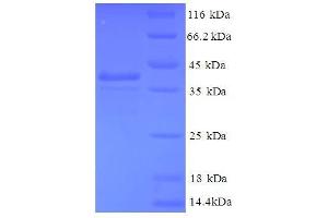 GABA(A) Receptor-Associated Protein-Like 2 (GABARAPL2) (AA 1-117), (full length) protein (GST tag) (GABARAPL2 Protein (AA 1-117, full length) (GST tag))