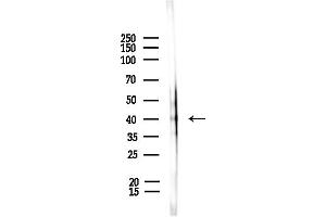 anti-Centromere Protein L (CENPL) (Internal Region) antibody