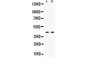 Western blot analysis of TXNL2 expression in rat testis extract ( Lane 1) and mouse testis extract ( Lane 2).