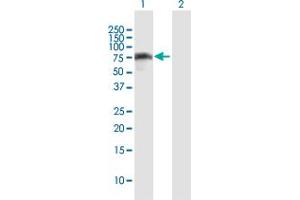 IRF2BP2 antibody  (AA 1-587)