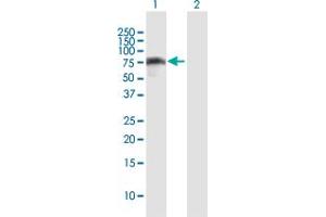 Western Blot analysis of IRF2BP2 expression in transfected 293T cell line by IRF2BP2 MaxPab polyclonal antibody.