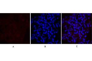 Immunofluorescence analysis of rat lung tissue. (MEK1/2 antibody)