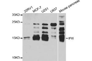 Western blot analysis of extracts of various cell lines, using IFI6 antibody (ABIN5973630) at 1/1000 dilution. (IFI6 antibody)