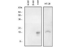 The recombinant synuclein family (alpha-beta- and gamma-) and the extracts of HT-29 (colon adenocarcinoma) cells were resolved by SDS-PAGE, transferred to PVDF membrane and probed with polyclonal anti-human gamma-synuclein (1:1,000).