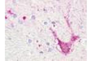 Anti-TAAR5 antibody IHC of human brain, thalamus, neurons and glia. (TAAR5 antibody  (Extracellular Domain))