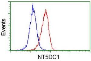 Image no. 8 for anti-5'-Nucleotidase Domain Containing 1 (NT5DC1) antibody (ABIN1499836)