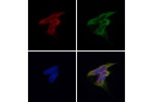 ABIN6257207 and ABIN6275954 staining Hela by IF/ICC. (G Protein-Coupled Receptor 119 antibody  (Internal Region))