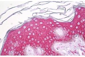 Anti-SERINC2 antibody IHC staining of human skin, epidermis. (SERINC2 antibody  (AA 341-390))