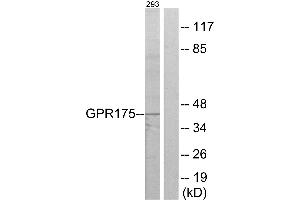 Western blot analysis of extracts from 293 cells, using GPR175 antibody. (GPR175 antibody  (Internal Region))